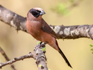 コシアカカエデチョウ - eBird