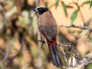 コシアカカエデチョウ - eBird