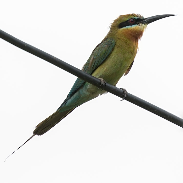 Blue-tailed Bee-eater - ML247947591