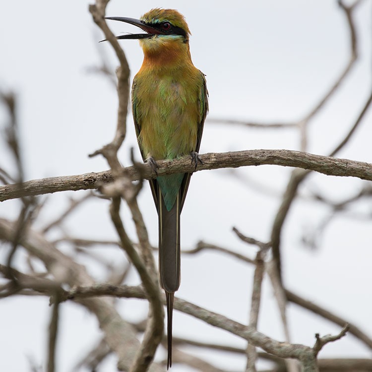 Blue-tailed Bee-eater - ML247947601