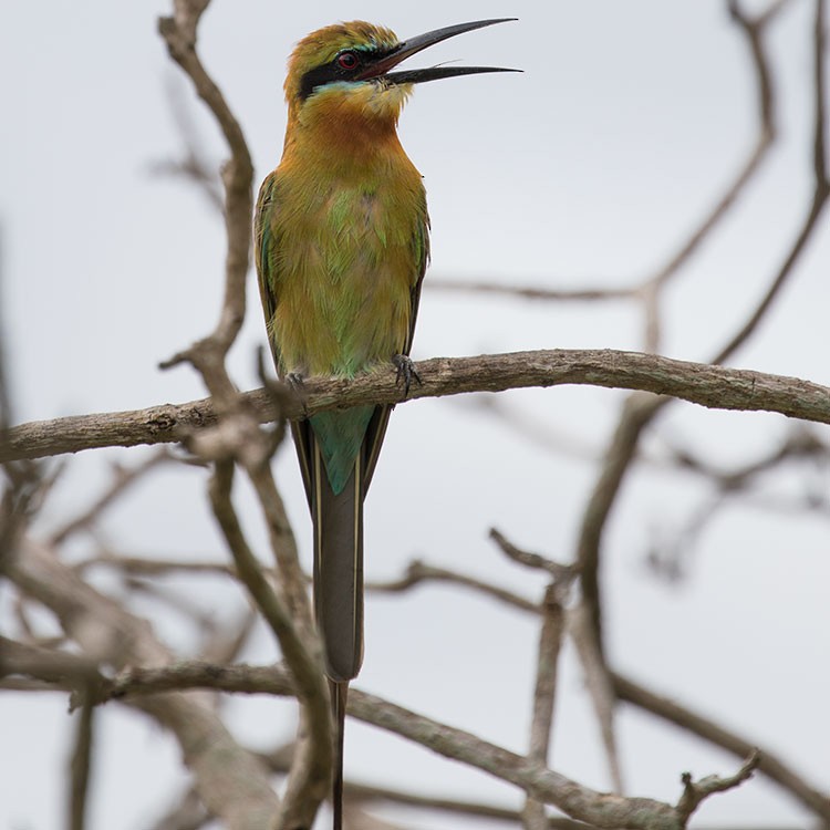 Blue-tailed Bee-eater - ML247947621