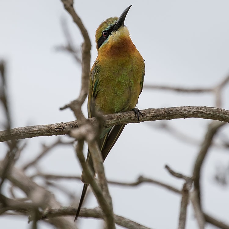Blue-tailed Bee-eater - ML247947631