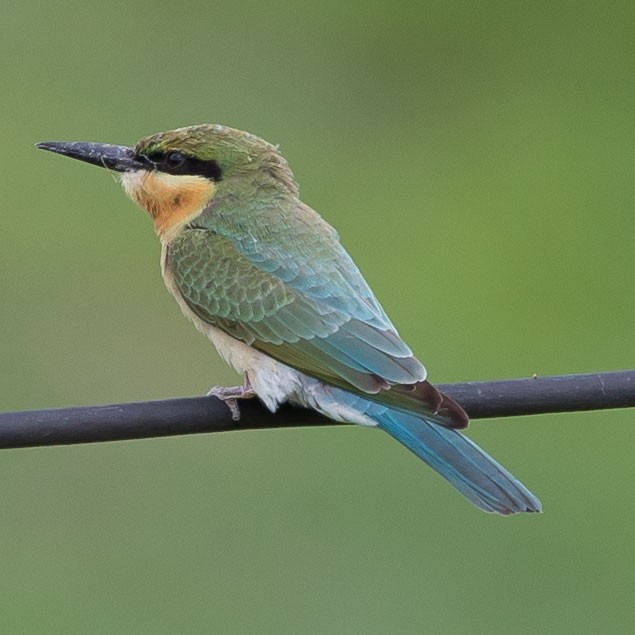 Blue-tailed Bee-eater - ML247947701