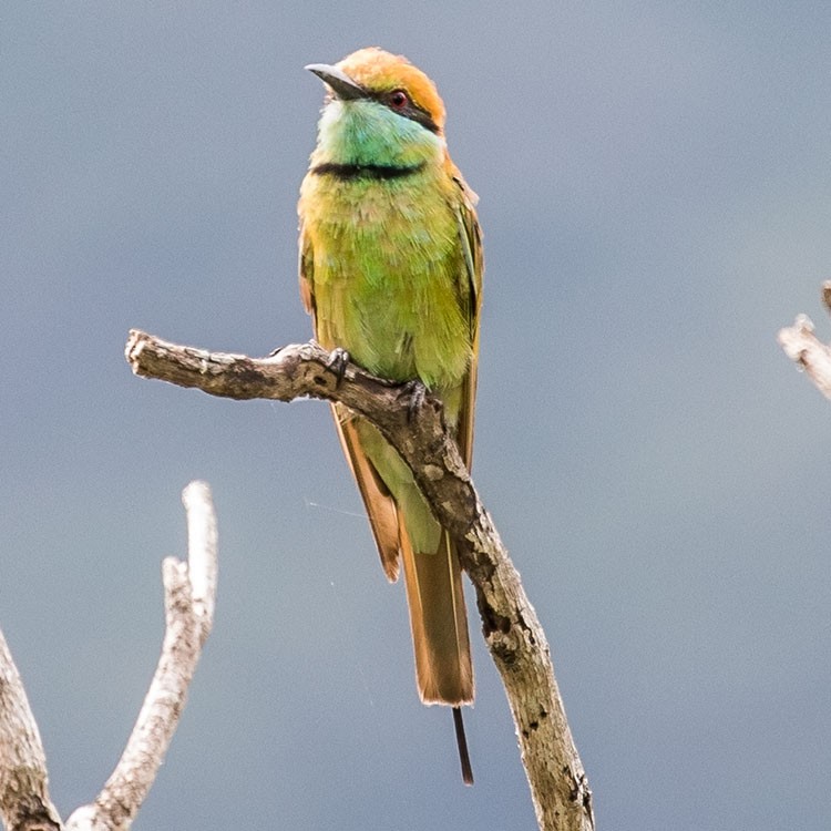 Asian Green Bee-eater - ML247948651