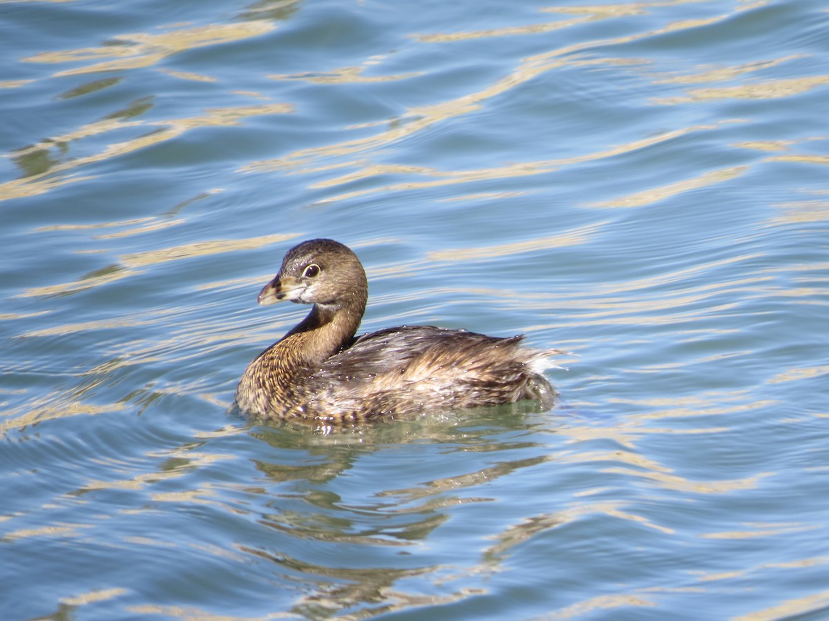 Pied-billed Grebe - Lance and Joan Smith