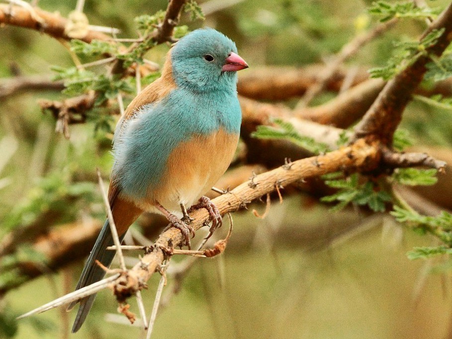 Blue-capped Cordonbleu - eBird