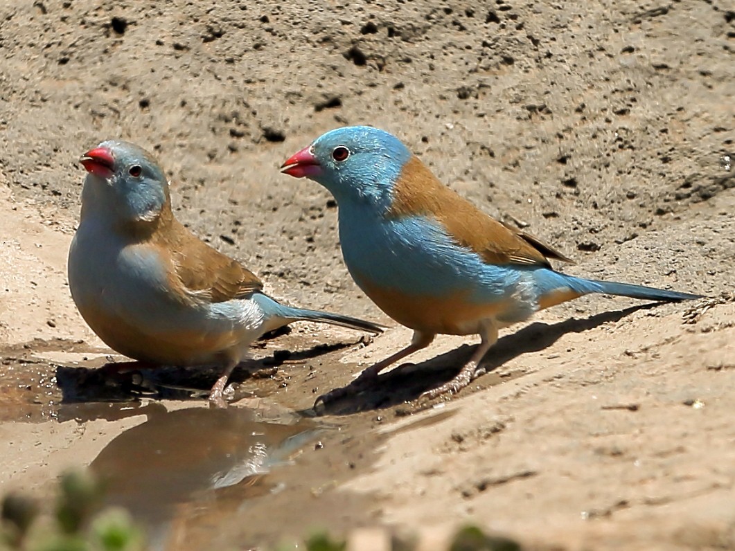 Blue-capped Cordonbleu - Holger Teichmann