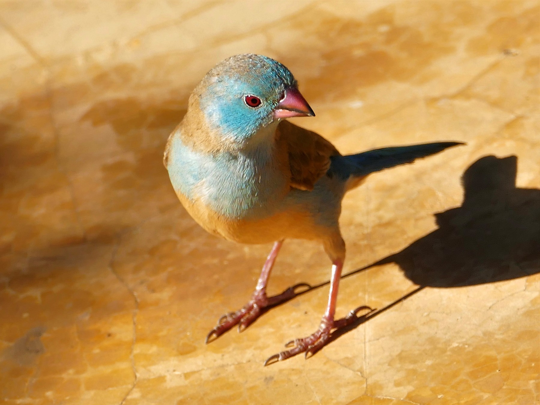 Blue-capped Cordonbleu - James Kashangaki