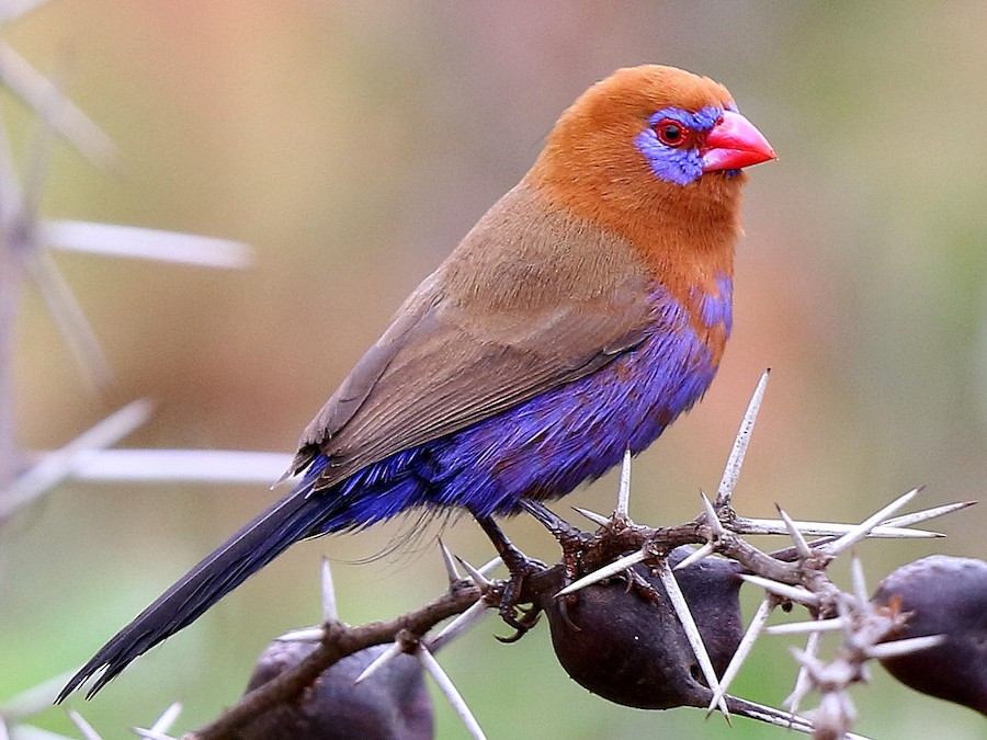 purple grenadier - eBird