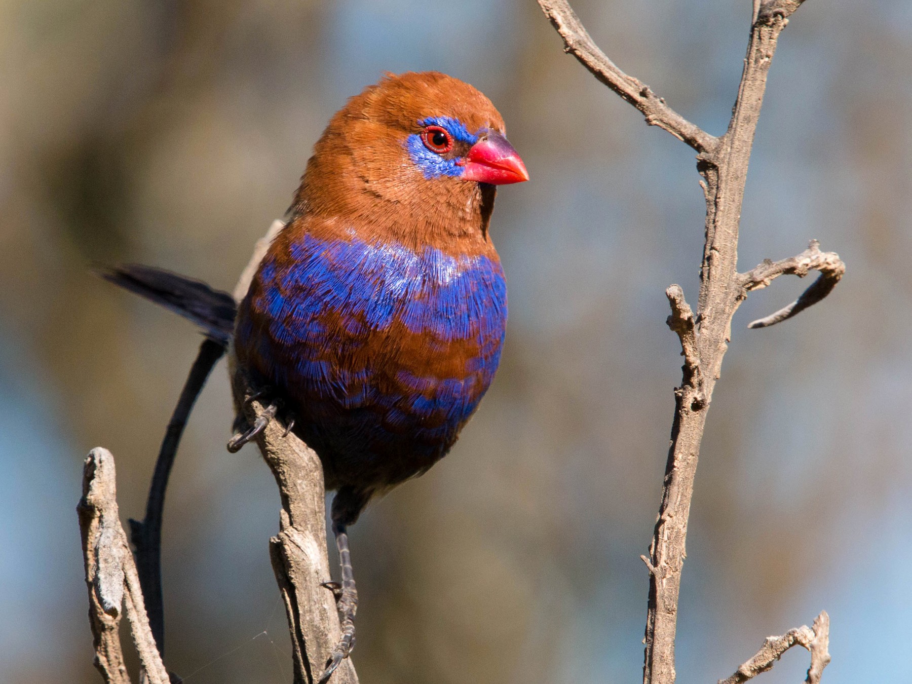 Purple Grenadier - Kevin Vande Vusse