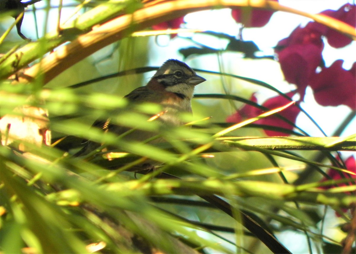 Rufous-collared Sparrow - Gabriela Locher