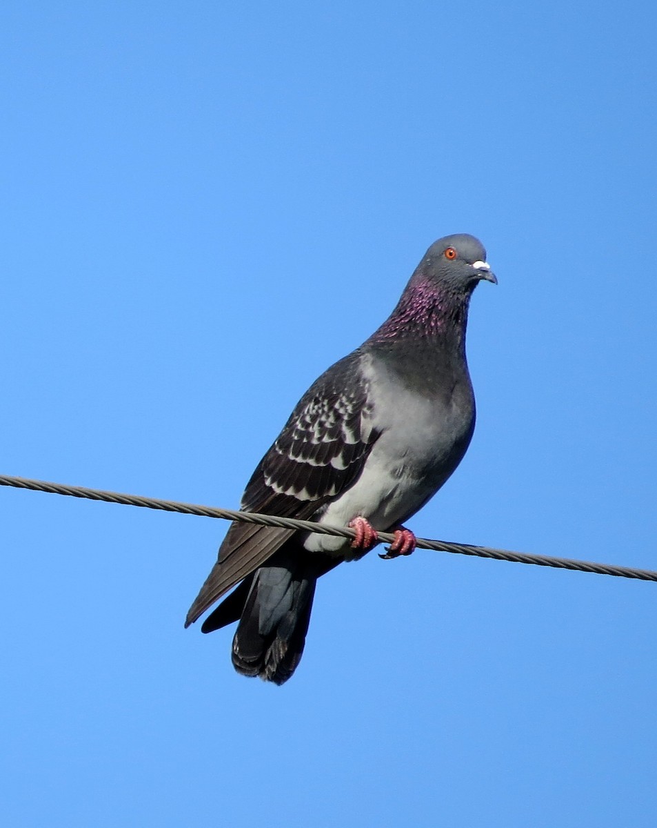Rock Pigeon (Feral Pigeon) - Rick Saxton