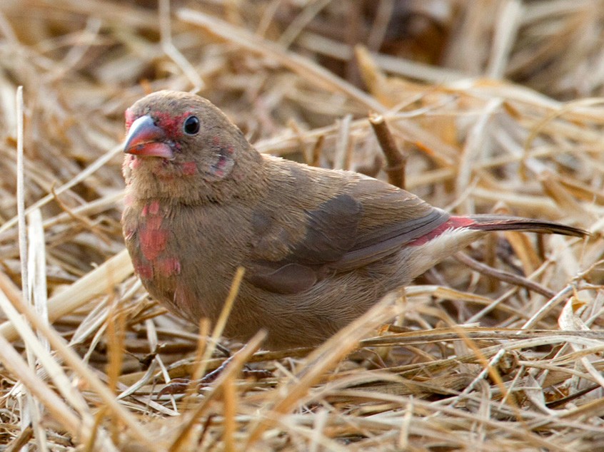 Bar-breasted Firefinch - Lars Petersson | My World of Bird Photography