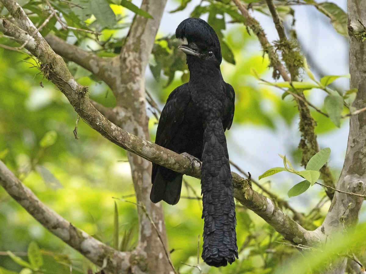 JORVET EMBUDO GRANDE EQUIVET - Fauna Panamá