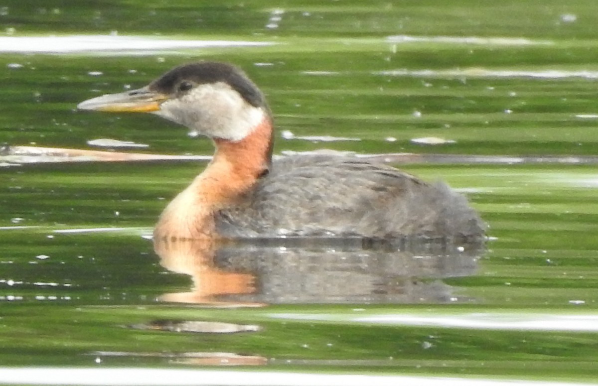 Red-necked Grebe - ML247961841
