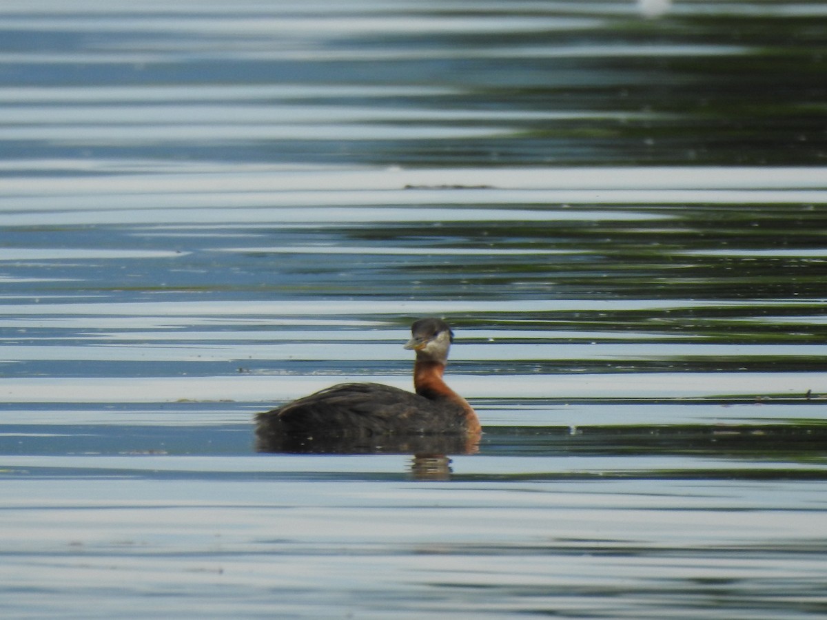 Red-necked Grebe - ML247961891