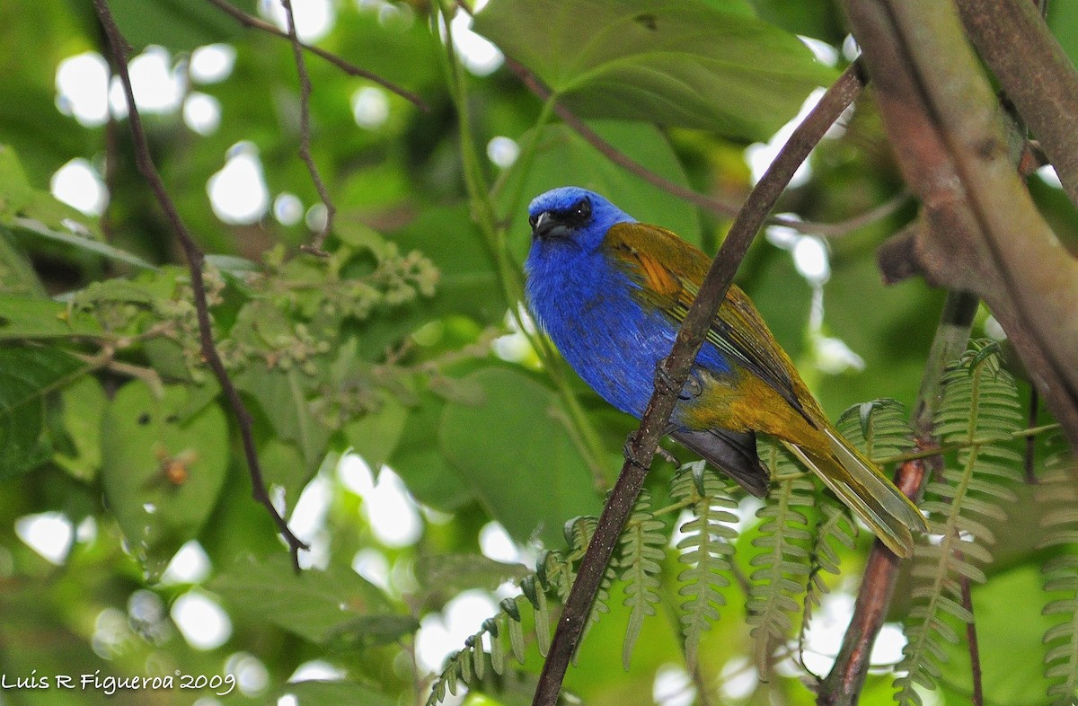 Blue-capped Tanager - ML247962981