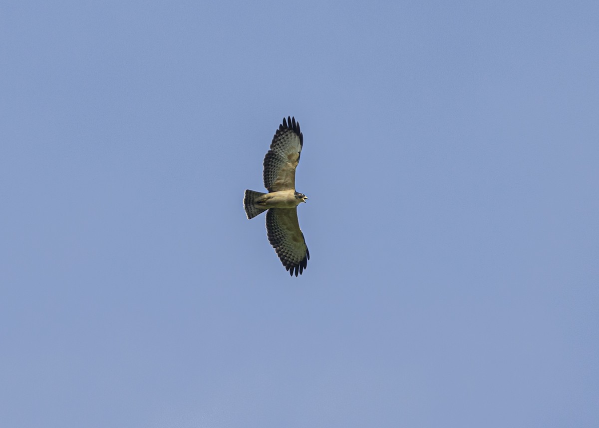 Short-tailed Hawk - Guillermo  Saborío Vega