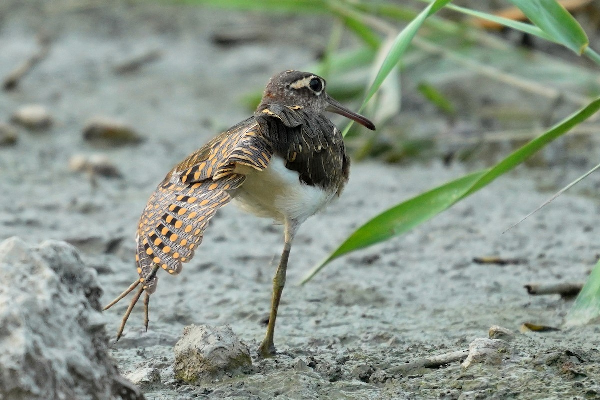 Greater Painted-Snipe - ML247972261
