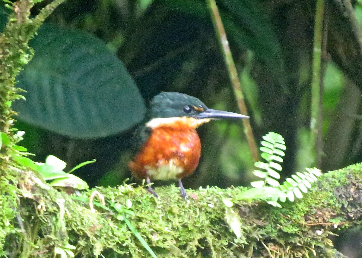 American Pygmy Kingfisher - ML24797231