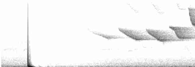 Swainson's Warbler - ML247979131