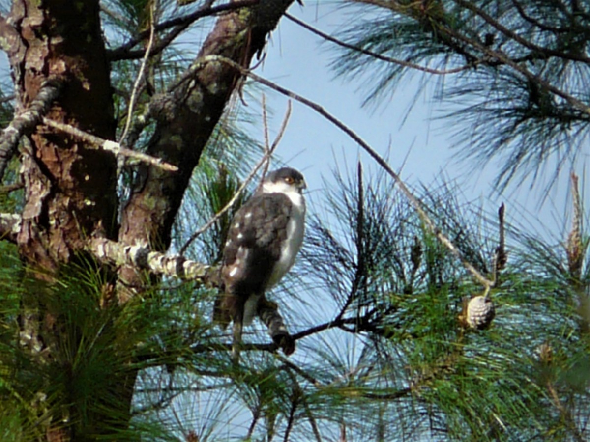 Sharp-shinned Hawk (White-breasted) - ML247981401