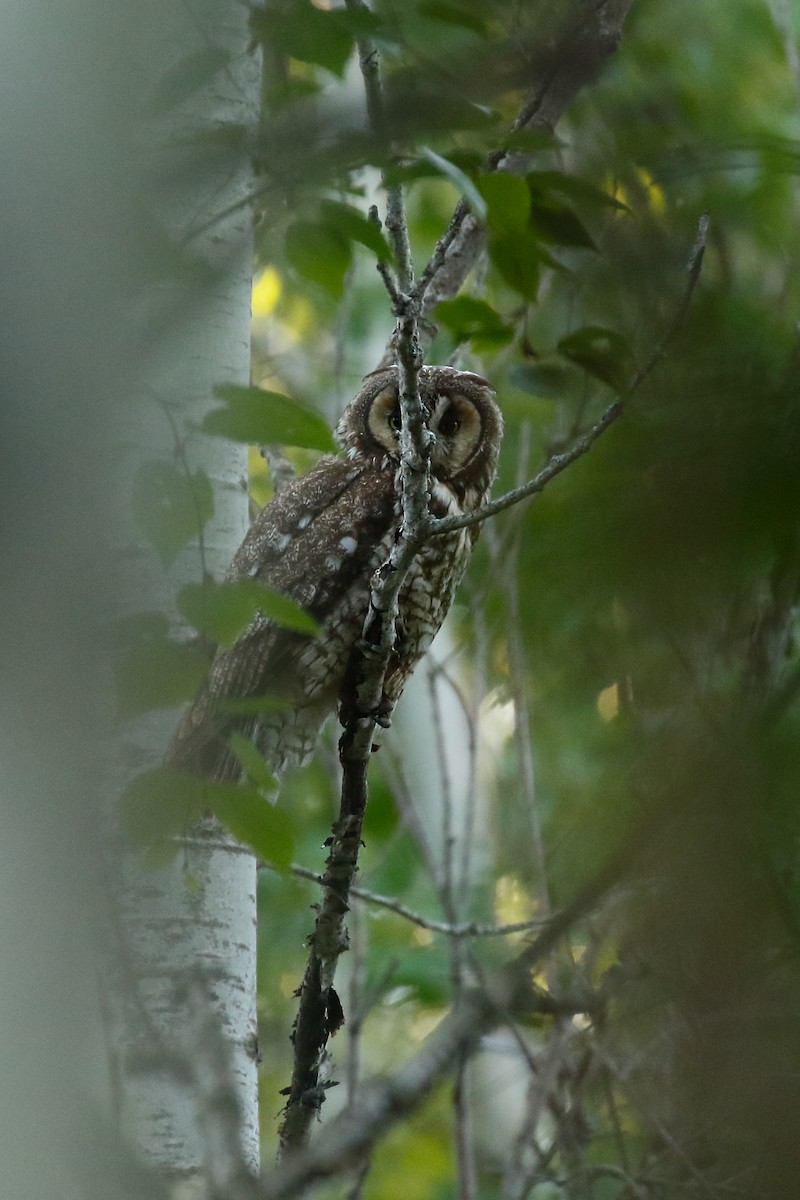 Long-eared Owl - ML247982741