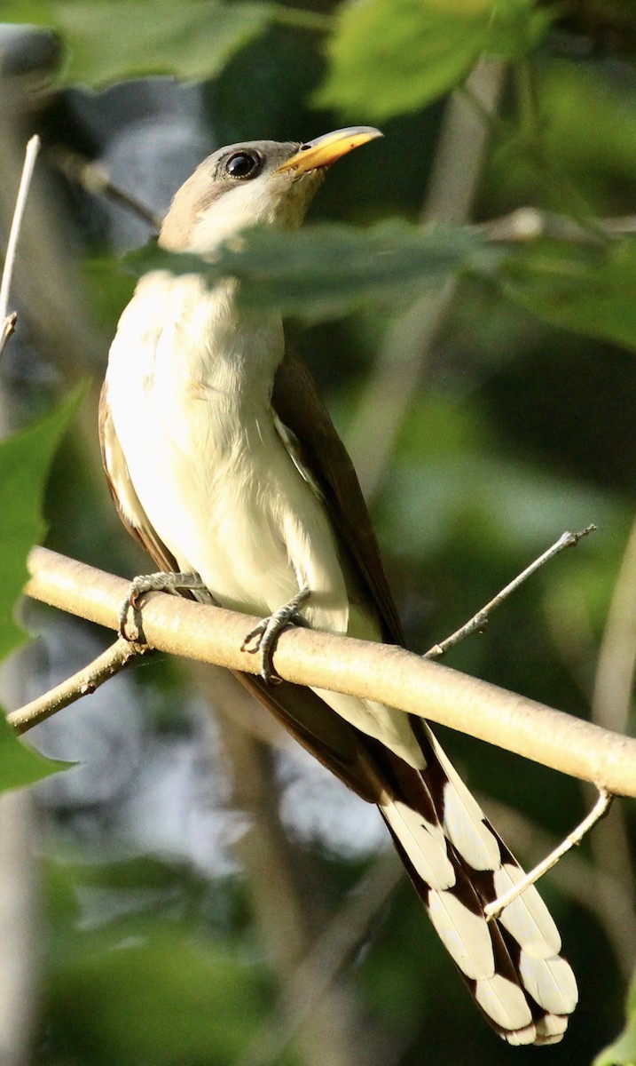 Yellow-billed Cuckoo - ML247983061