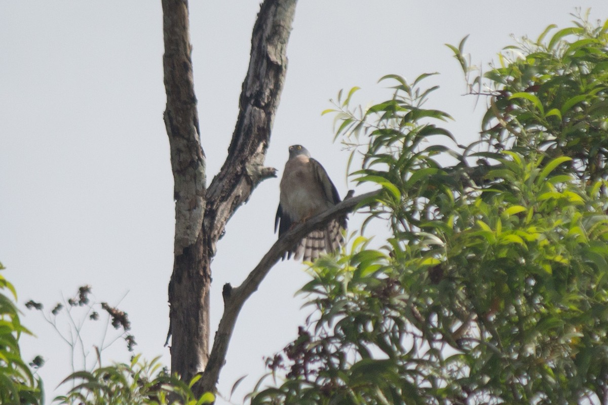 Chinese Sparrowhawk - ML247984951