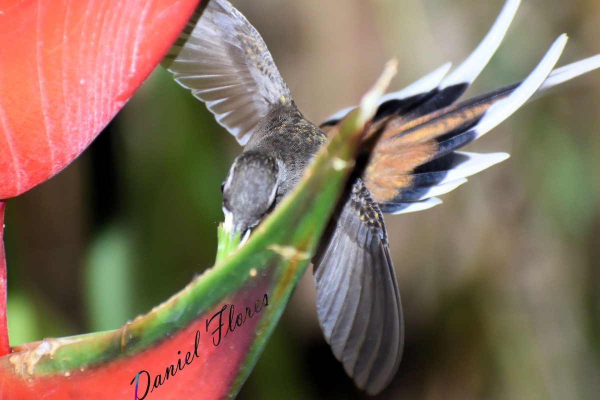 Sooty-capped Hermit - ML247993241