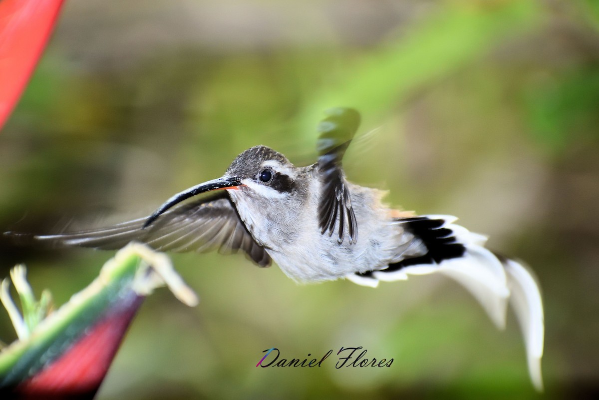 Sooty-capped Hermit - ML247993321