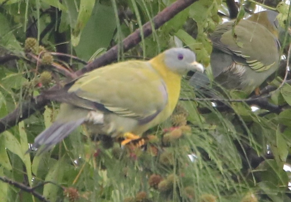 Yellow-footed Green-Pigeon - ML247996691