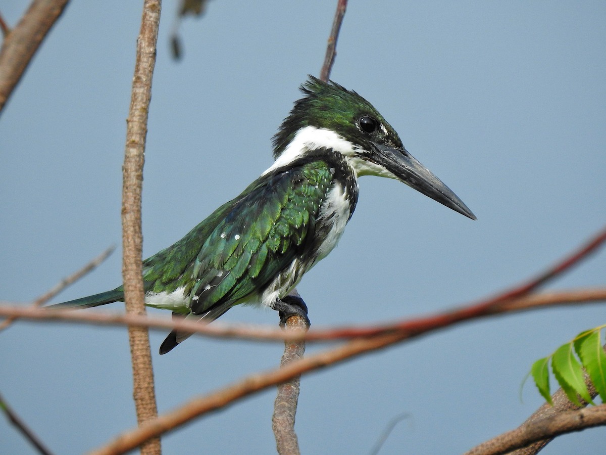Green Kingfisher - Anonymous