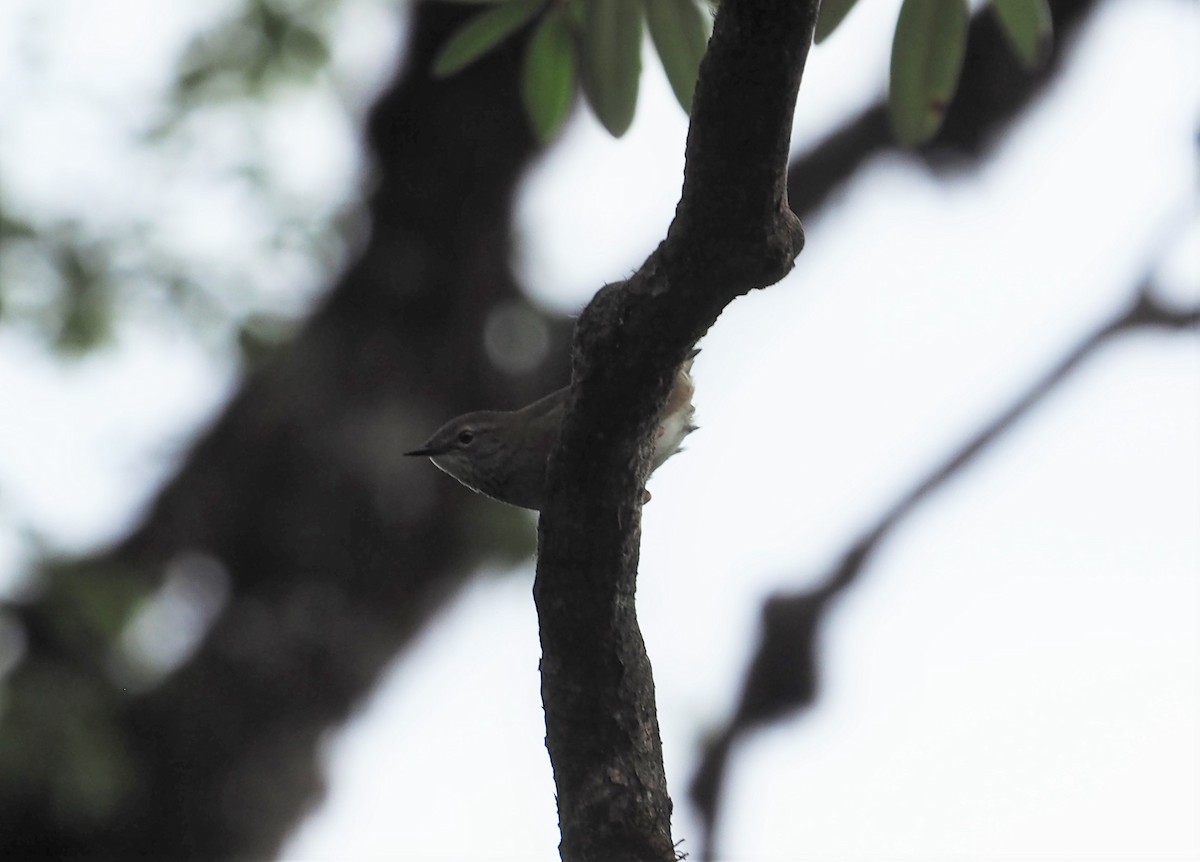 Spotted Bush Warbler - Mint Ren