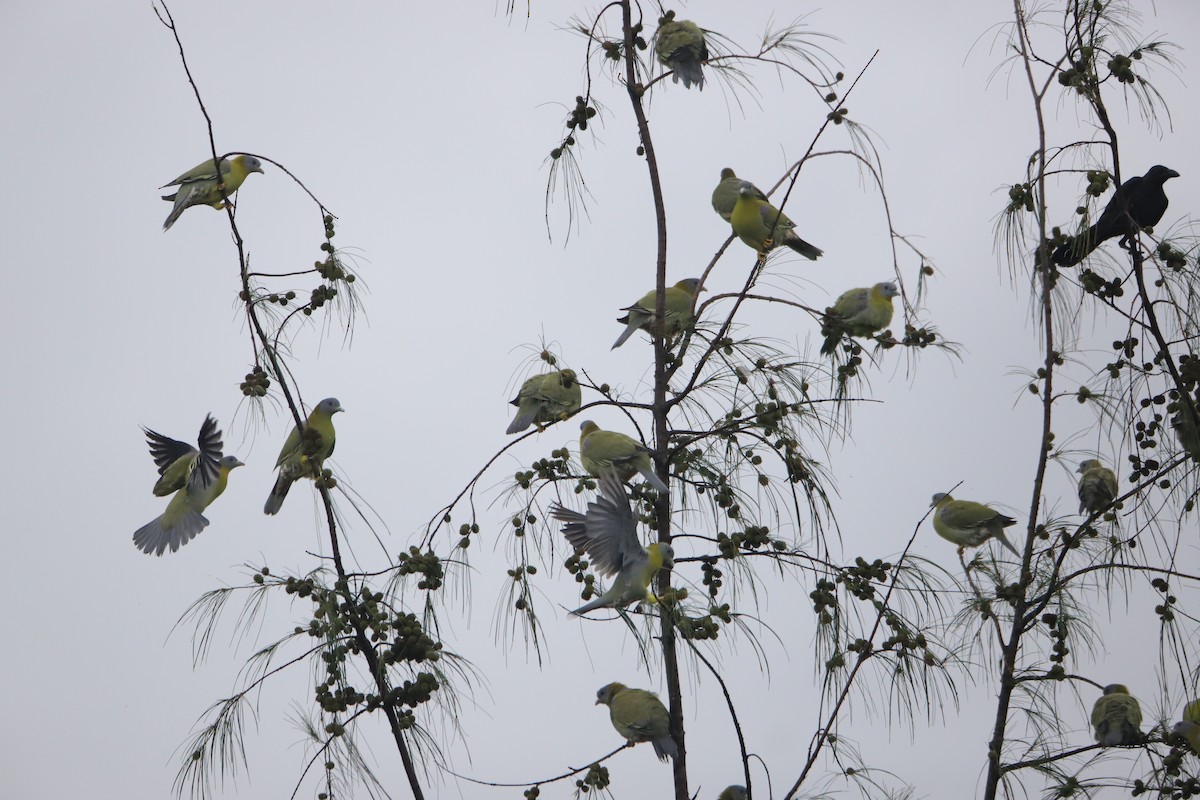Yellow-footed Green-Pigeon - ML247997941