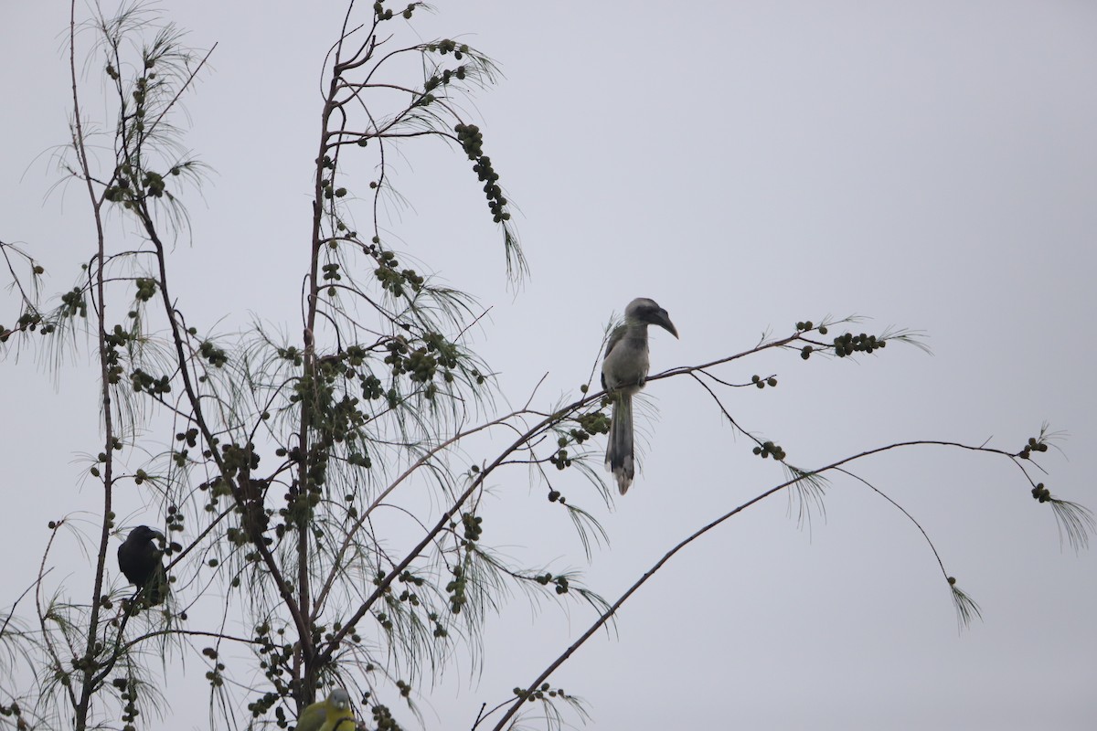Indian Gray Hornbill - ML247998171