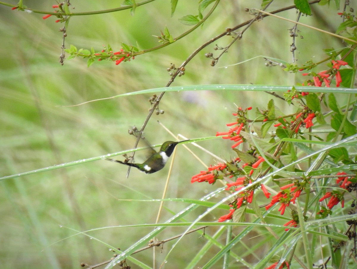 Sparkling-tailed Hummingbird - Anonymous