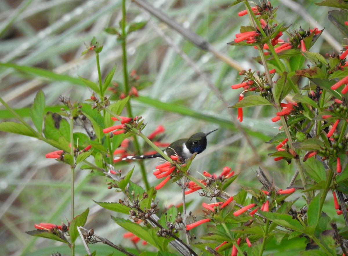 Sparkling-tailed Hummingbird - ML248000421