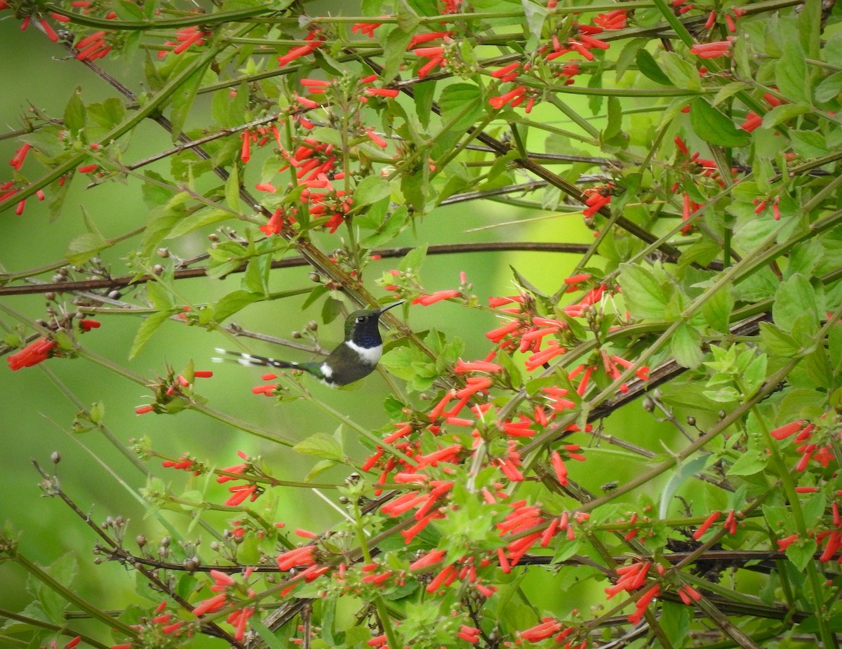 Sparkling-tailed Hummingbird - ML248000441