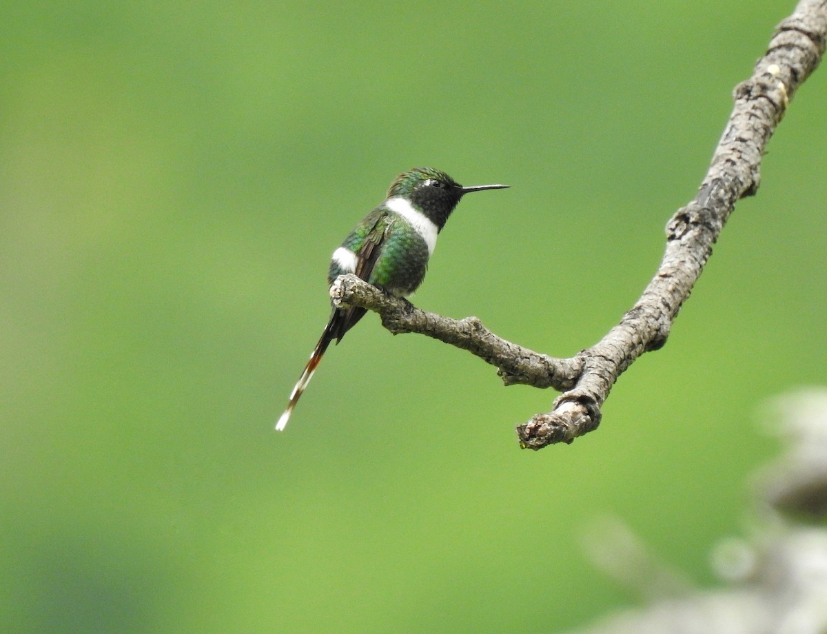 Sparkling-tailed Hummingbird - Anonymous