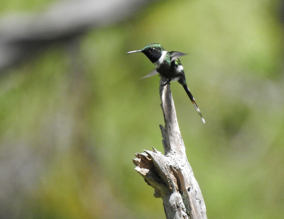 Sparkling-tailed Hummingbird - ML248000711