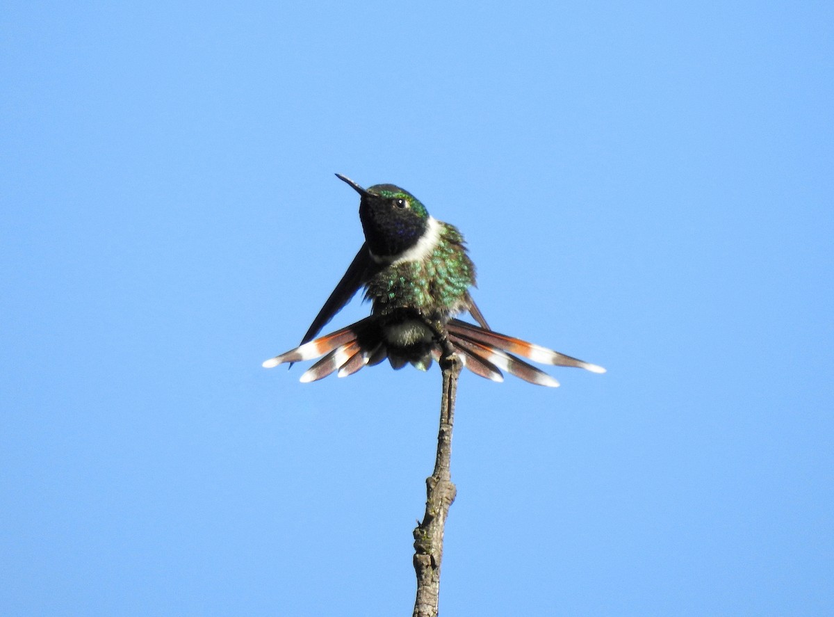 Sparkling-tailed Hummingbird - ML248000741