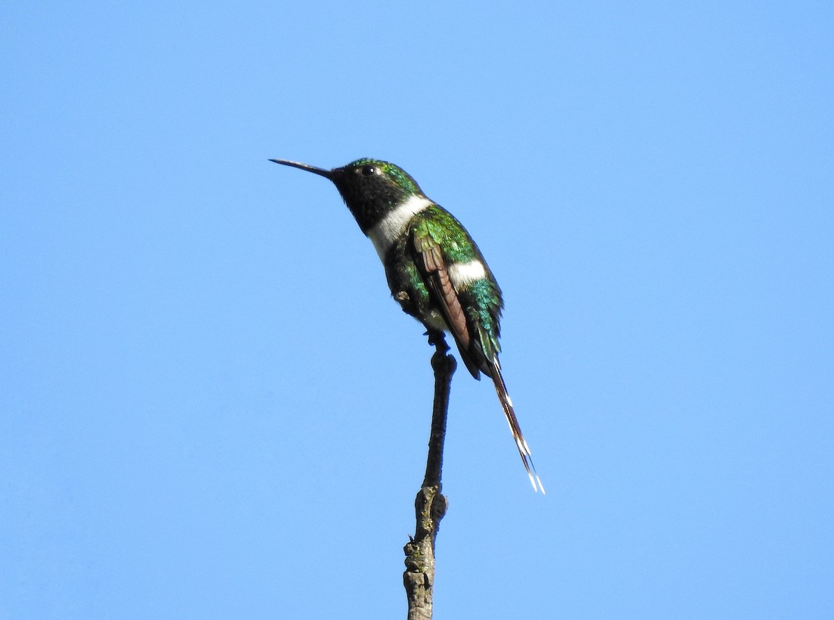 Sparkling-tailed Hummingbird - ML248000771