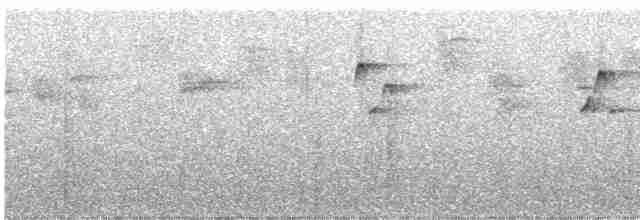 Пестрогрудый тираннчик - ML248001