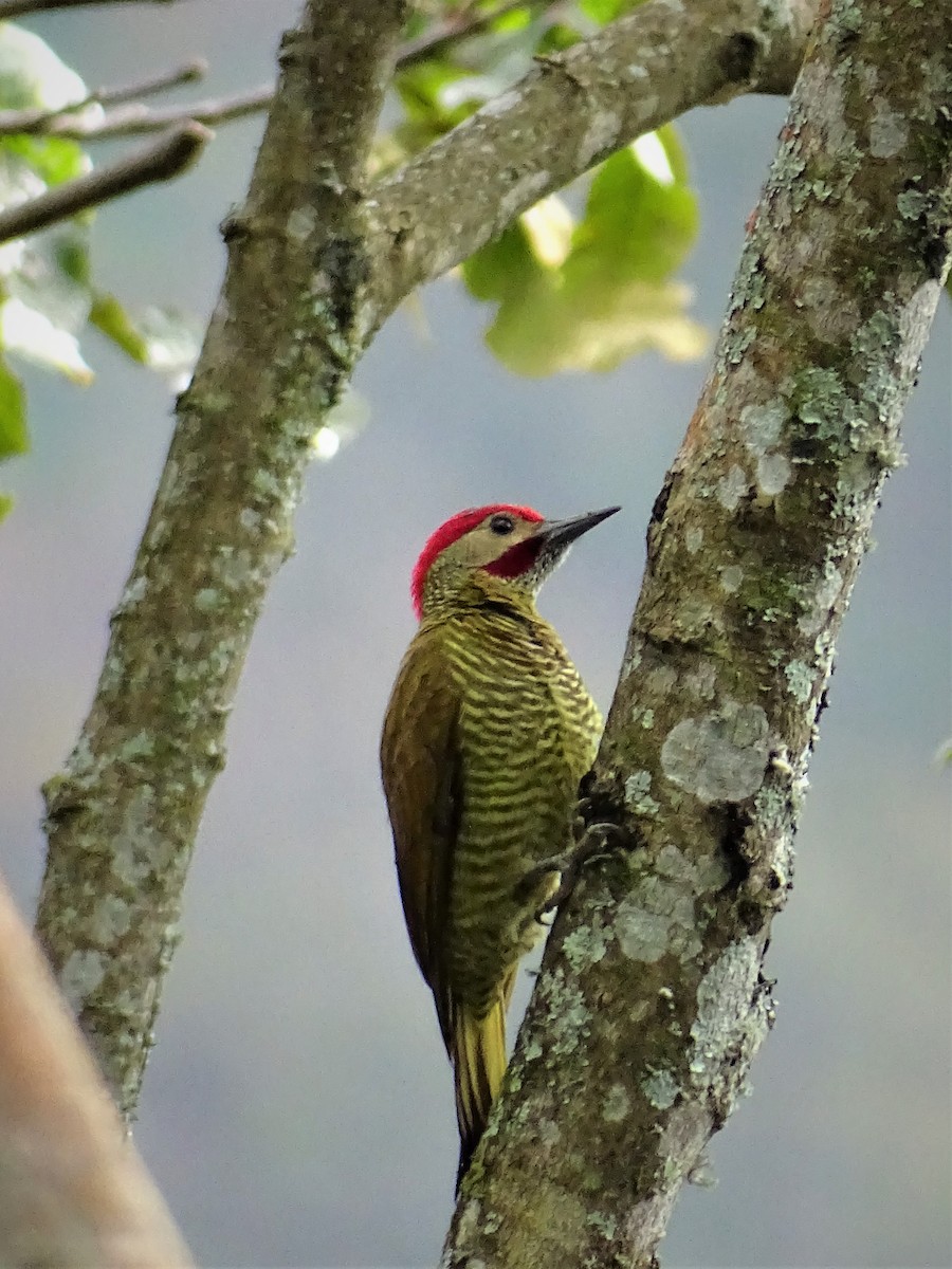 Golden-olive Woodpecker - Luis Alberto Herrera
