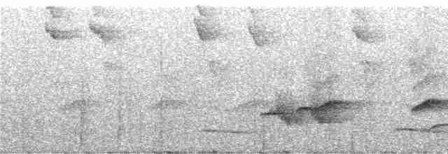 Ak Kanatlı Çıtkuşu - ML248008