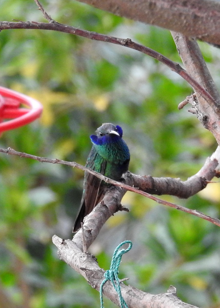 kolibřík modrolící - ML24801321