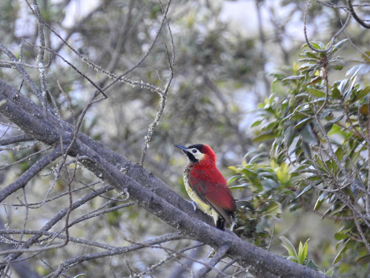 Crimson-mantled Woodpecker - Heidi Ware Carlisle