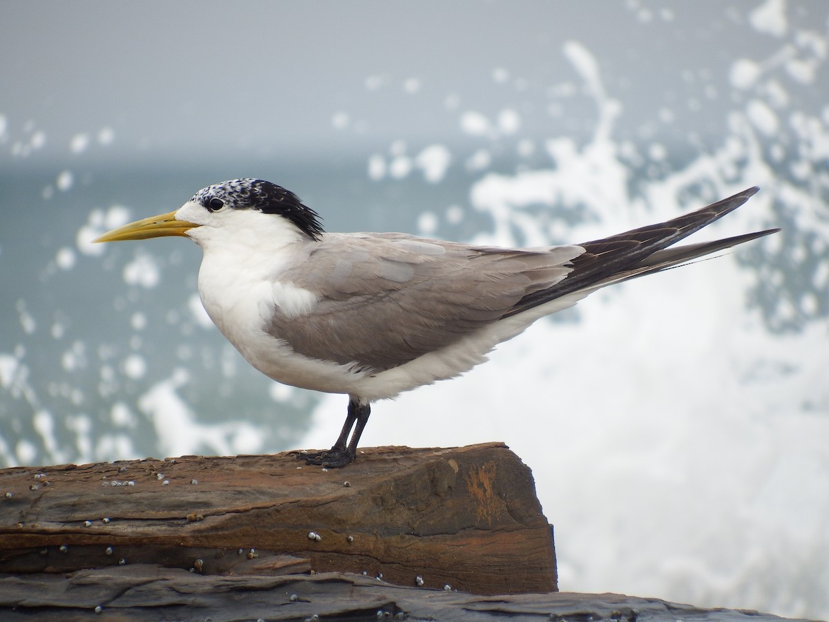 Great Crested Tern - ML248017861