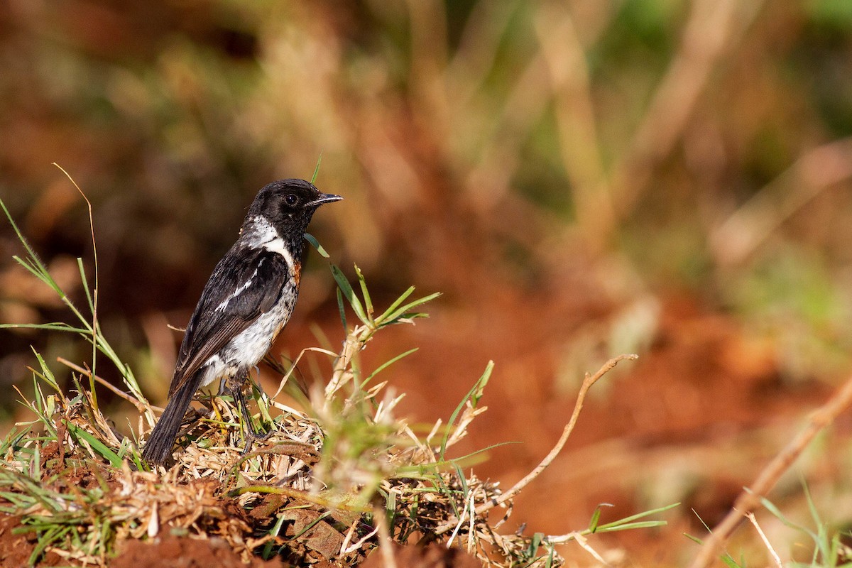 African Stonechat (African) - ML248018871